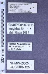 Etiketten zu Cardiophorus turgidus (Erichson, 1840) (NHMW-ZOO-COL-0007125)